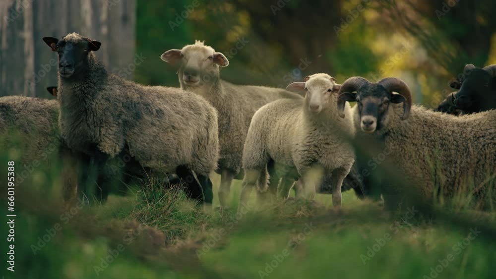 flock of sheeps looking at the camera, animals concept. High quality 4k footage flock of sheeps looking at the camera, animals concept. High quality 4k footage