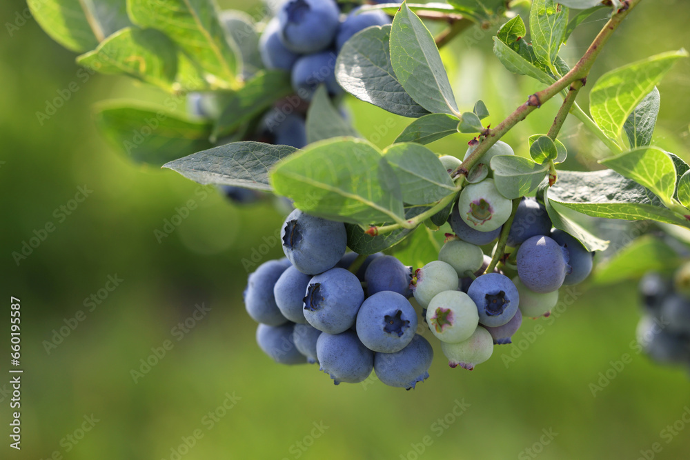 Wild blueberries growing outdoors, closeup and space for text. Seasonal berries Wild blueberries growing outdoors, closeup and space for text. Seasonal berries