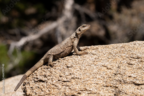 Common chuckwalla basking on a rock