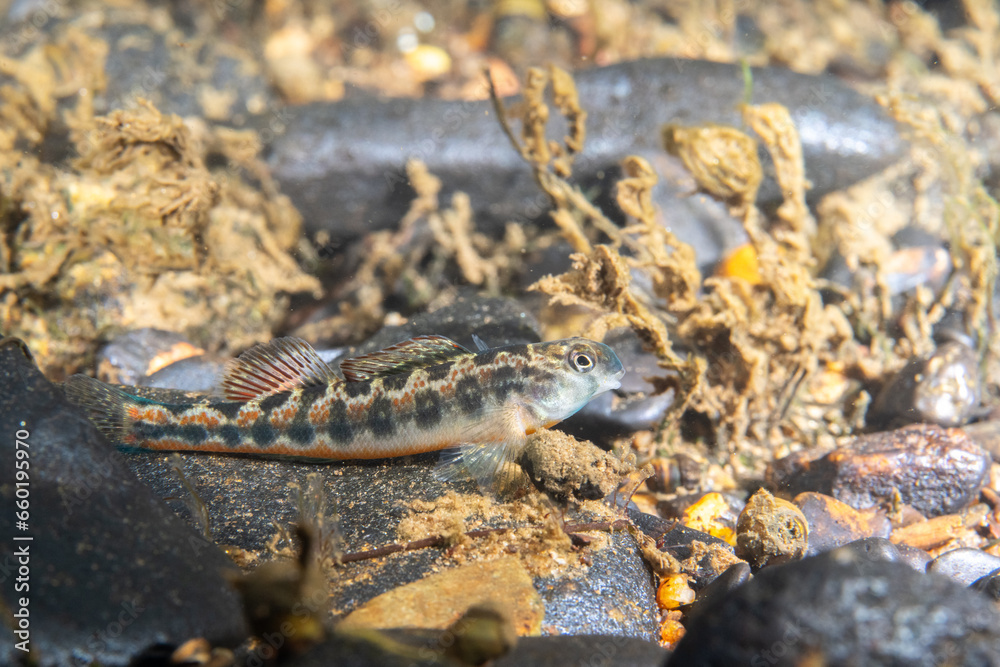 Fototapeta premium Tennessee snubnose darter on river bed