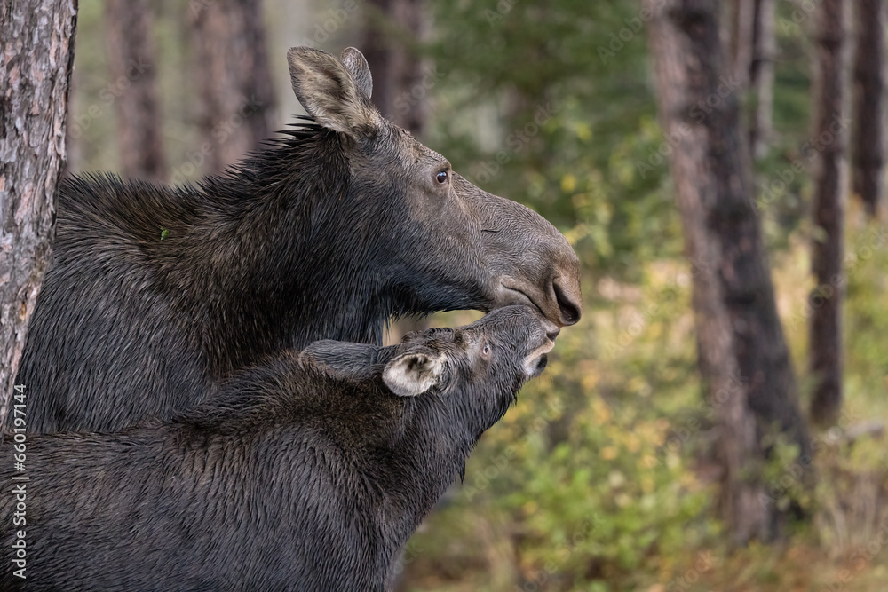 Tender Moose Moment: Alces alces Cow and Calf Sharing Love Up Close. Wildlife Photography. Tender Moose Moment: Alces alces Cow and Calf Sharing Love Up Close. Wildlife Photography.