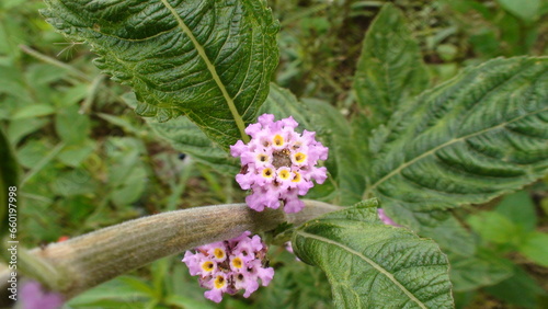 Billede på lærred planta flor Lippia alba - erva cidreira