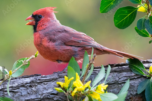 Male Northern surrounded by forsythia blooms.