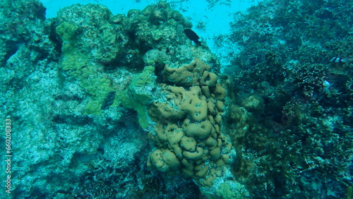 海の中に様々なサンゴが生息する風景