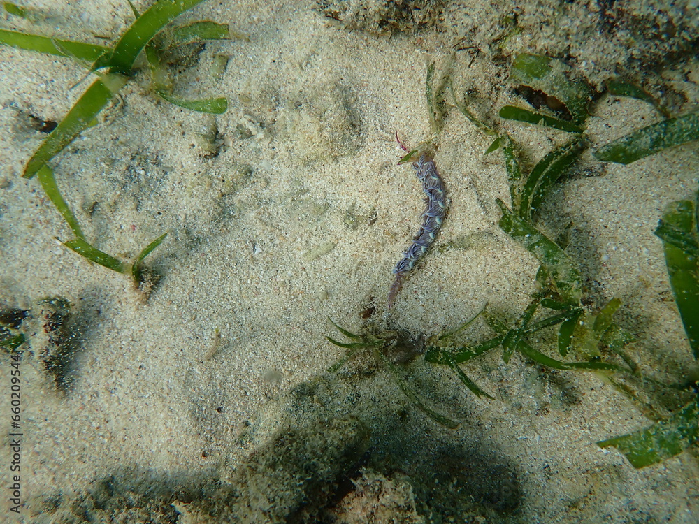 海の野中の砂地に生える海藻とムカデミノウミウミ(Pteraeolidia semperi ) 海の野中の砂地に生える海藻とムカデミノウミウミ(Pteraeolidia semperi )