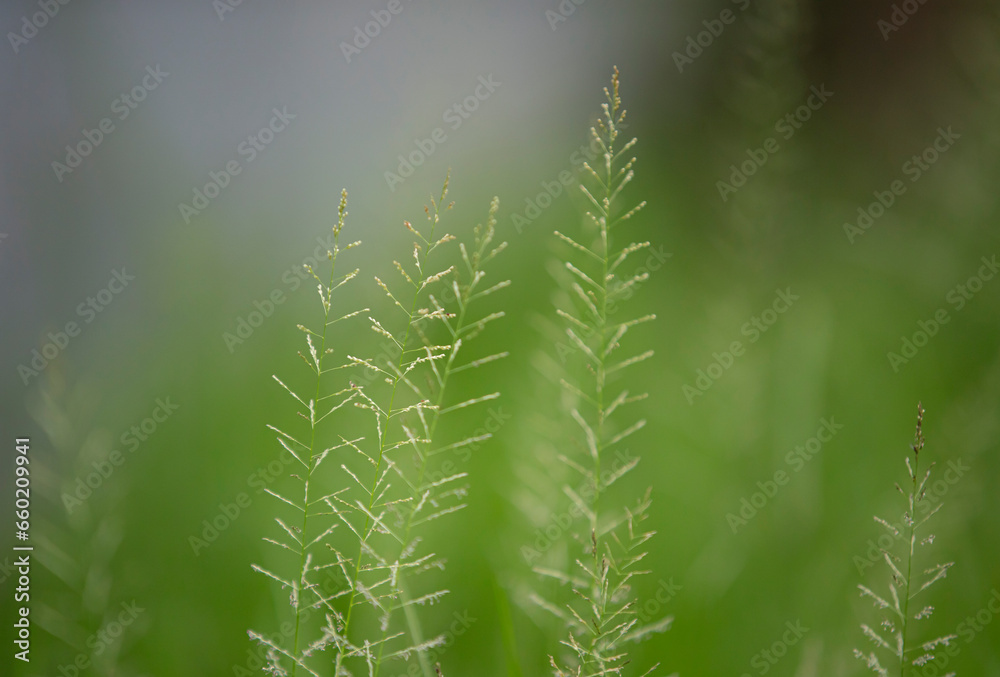 Close up of grass in the field. Shallow depth of field. Close up of grass in the field. Shallow depth of field.