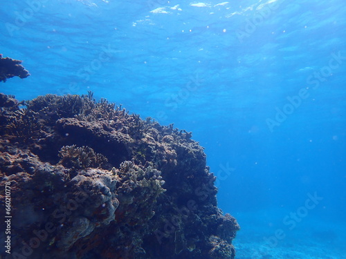 青く綺麗な海の中に様々なサンゴが生息する風景