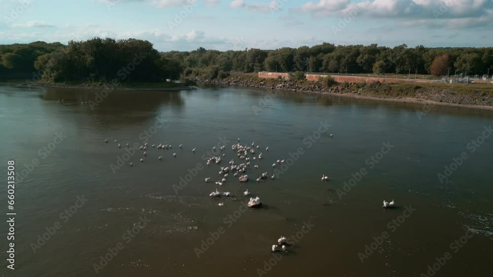 A group of pelicans or a squadron floating together in the river. Drone shot A group of pelicans or a squadron floating together in the river. Drone shot