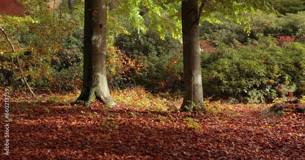 Autumn trees colorful leaves falling Autumn trees colorful leaves falling