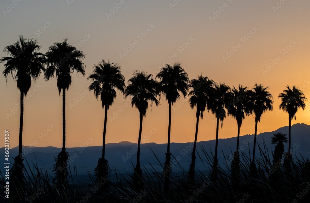 A line of beautiful palm trees at sunrise at the Mojave desert with hills and orange sky in the background