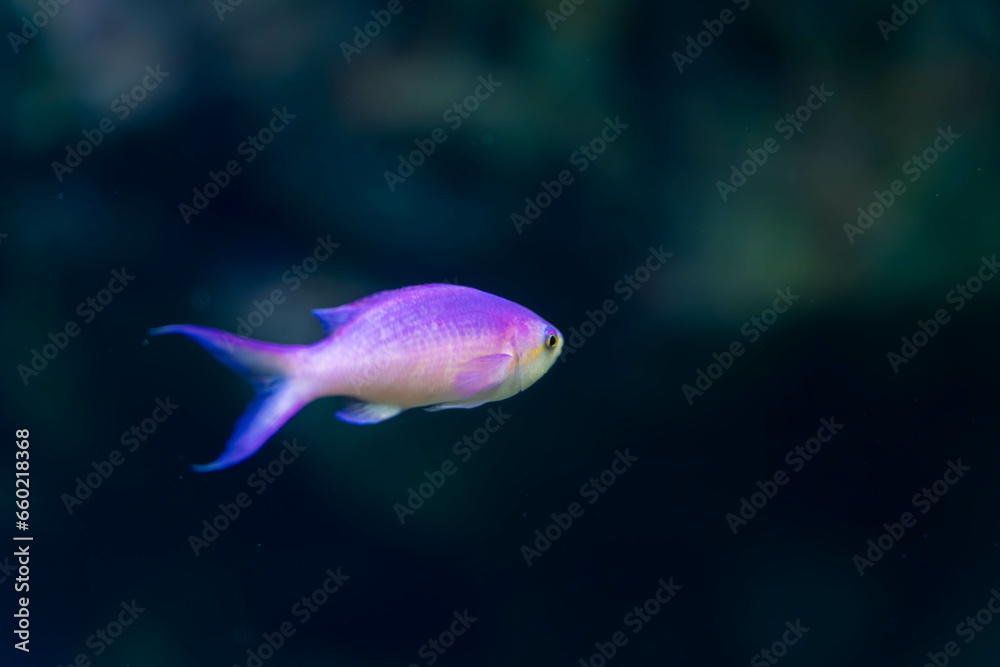 Naklejka premium ハナゴイ