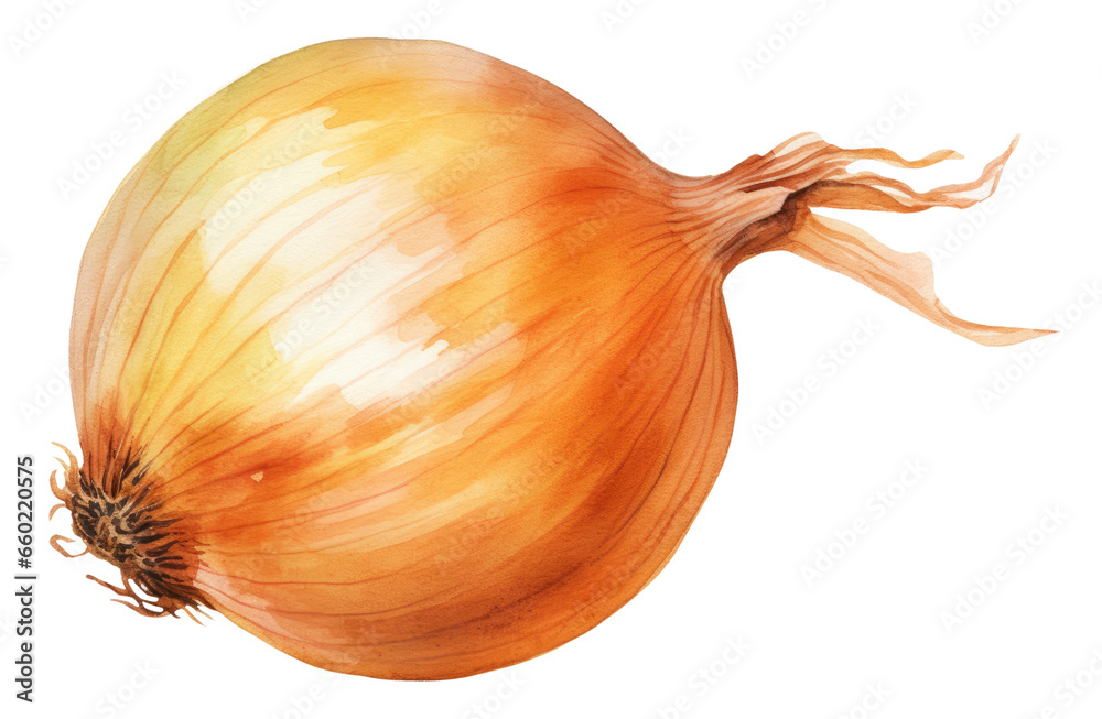 Watercolor illustration of onion isolated on transparent background - obrazy, fototapety, plakaty 