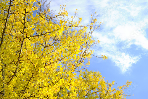 目の前に広がる黄色の紅葉