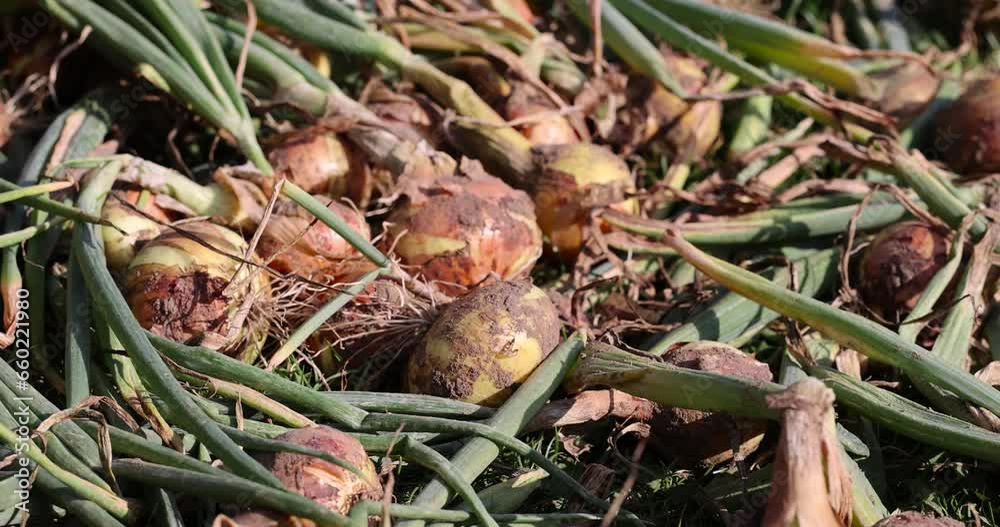 changing the focus on the onion harvest during drying in the garden, harvesting onions during the harvesting campaign changing the focus on the onion harvest during drying in the garden, harvesting onions during the harvesting campaign