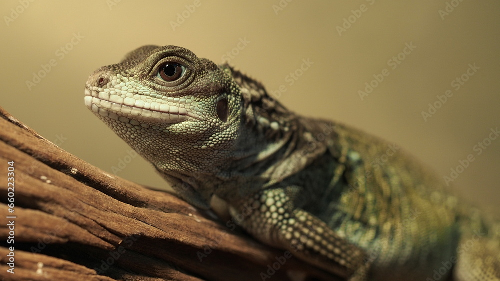 Photograph Reptiles on the habitat , monitor lizard , croc Photograph Reptiles on the habitat , monitor lizard , croc
