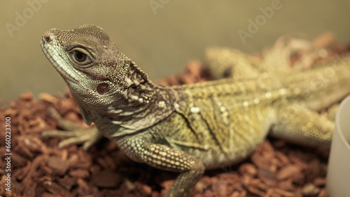 Photograph Reptiles on the habitat   monitor lizard   croc