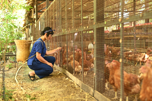 A pretty Asian woman poses carrying a bamboo basket feeding chickens from bio organic food in the farm chicken coop. Floor cage free chickens is trend of modern poultry farming. Small local business.