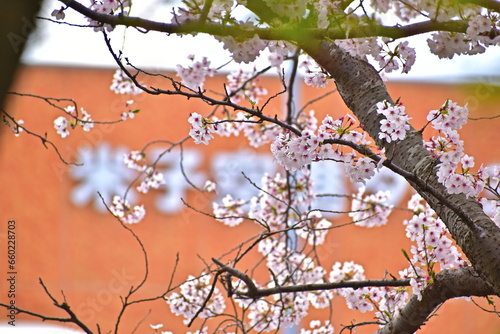 中浜サントピア　桜　さくら　春　鳥取　米子空港　米子鬼太郎空港 photo