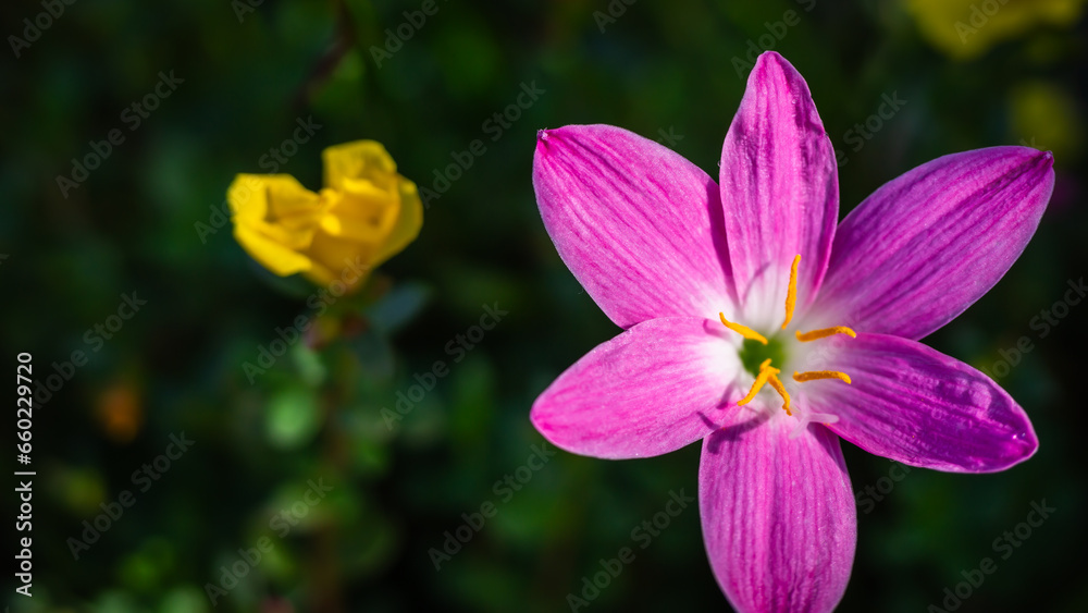 flower, pink, blooming, of Zephyranthes minuta, Amaryllidaceae, blurred background. flower, pink, blooming, of Zephyranthes minuta, Amaryllidaceae, blurred background.