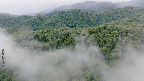 Mist on tropical rainforest mountain, Tropical forests can increase humidity in air and absorb carbon dioxide from the atmosphere through photosynthesis, and store carbon in tree trunks, branches.