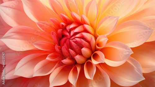 close-up of dahlia flower, floral background, garden enthusiasts' materials