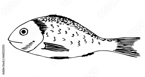 Dorado fish isolated on white background. Seafood, recipe and label. Simple vector drawing with black outline. Sketch in ink.