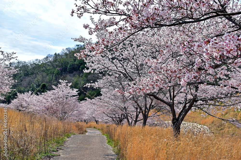 Obraz premium 桜 春 広島