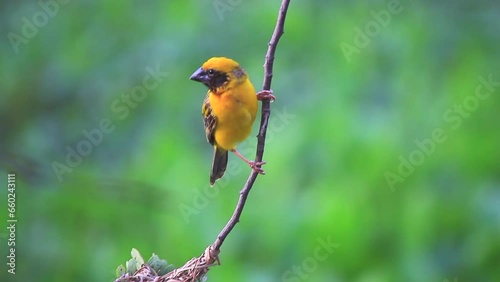 Close-up golden bird standing on a branch
