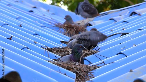 Close-up pigeon and pigeon nest on the roof