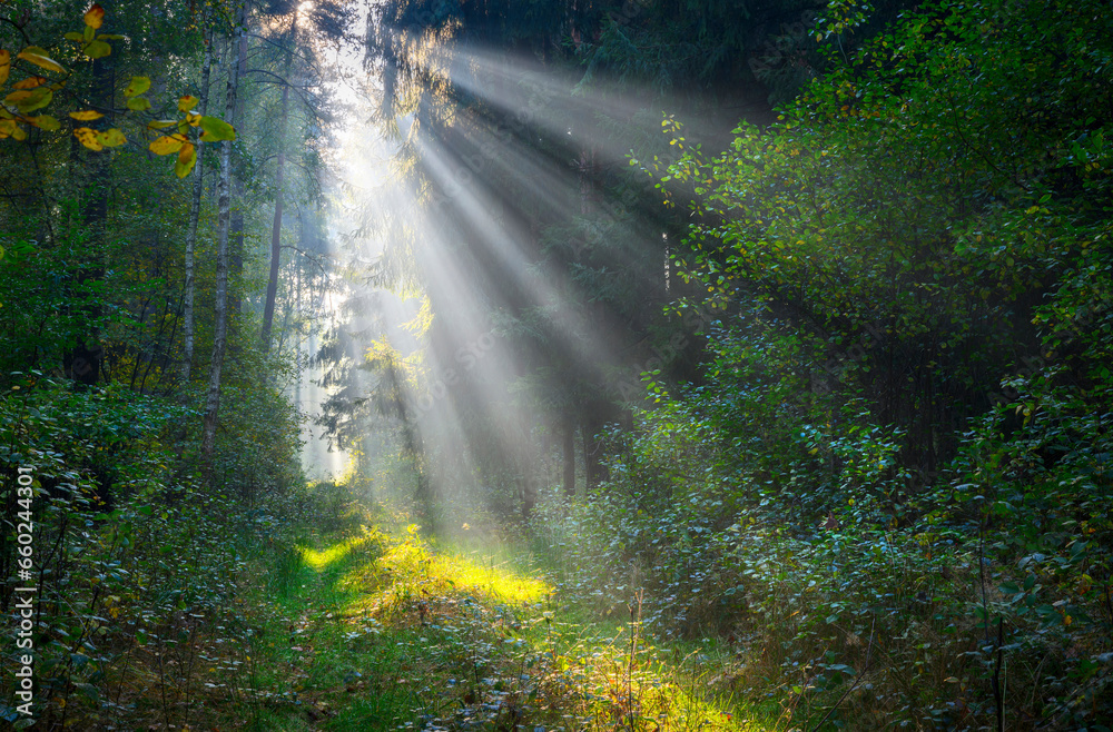 Sunny morning in the forest