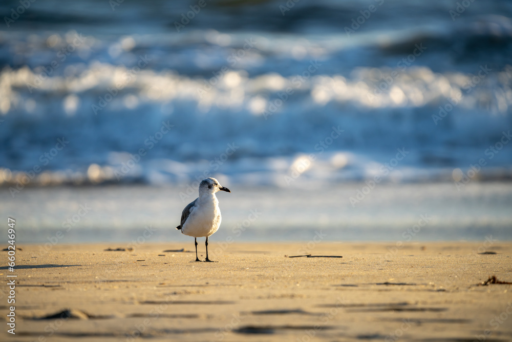 Seagull on the beach in the morning. Seagull on the beach in the morning.
