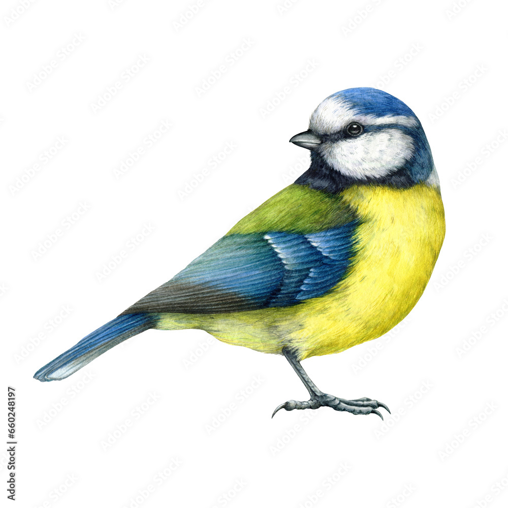 Blue tit bird vintage style watercolor painted illustration. Hand drawn cute tiny titmouse with yellow and blue feathers. Small song backyards bird side view element. Blue tit on white background - obrazy, fototapety, plakaty 