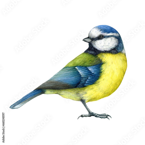 Blue tit bird vintage style watercolor painted illustration. Hand drawn cute tiny titmouse with yellow and blue feathers. Small song backyards bird side view element. Blue tit on white background photo