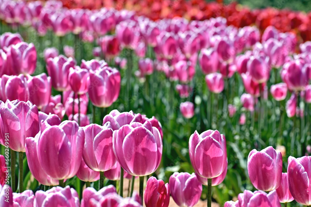 Fototapeta premium チューリップ 春 世羅高原 広島