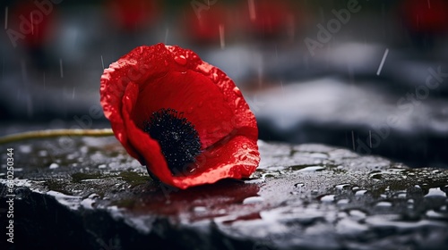 Pay tribute to fallen heroes with a close-up shot of a single red poppy resting on a war memorial, symbolizing sacrifice and remembrance.