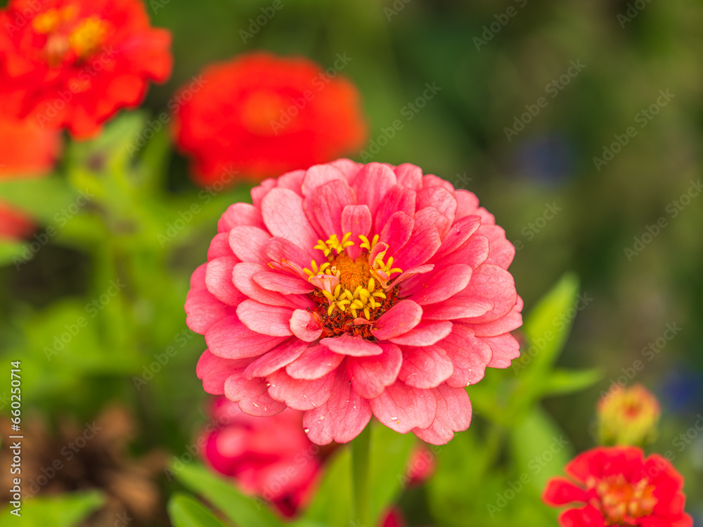 Red marigolds flower on a green background on a summer sunny day macro photography.