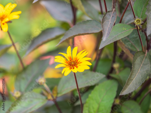 Helenium Kanaria sneezeweed daisies in flower during the summer months photo