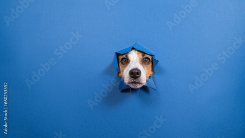 Funny dog jack russell terrier leans out of a hole in a paper blue background. 