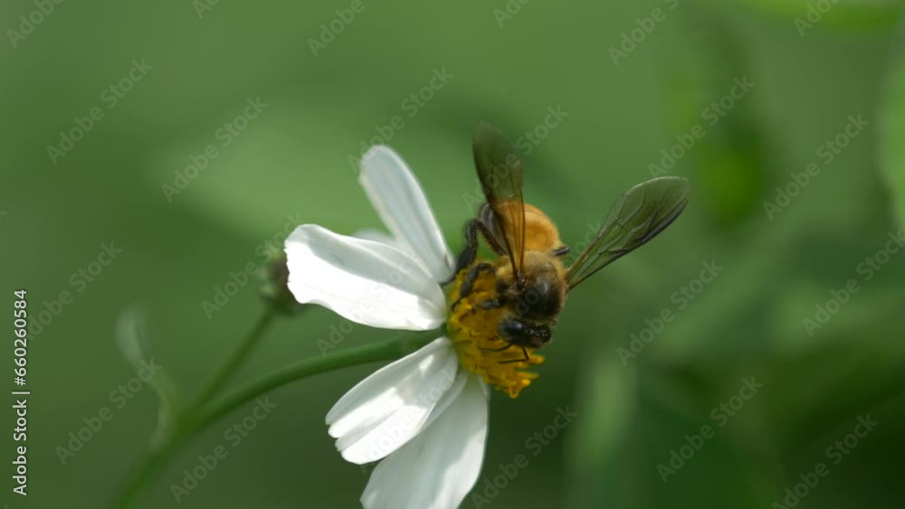 Bee Perched on Delicate White Blossom in Nature Bee Perched on Delicate White Blossom in Nature