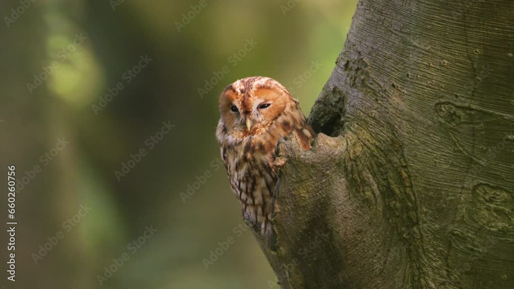 Tawny Owl, Bosuil, Poking Head out of Tree Trunk, Looking into Camera, Baby, Forest Woods, Shallow Depth of Field, Cinematic Close Up, Tawny Owl, Bosuil, Poking Head out of Tree Trunk, Looking into Camera, Baby, Forest Woods, Shallow Depth of Field, Cinematic Close Up,