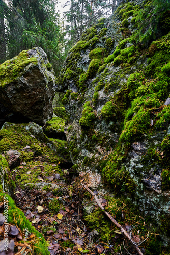 Moss covered rocks in forest