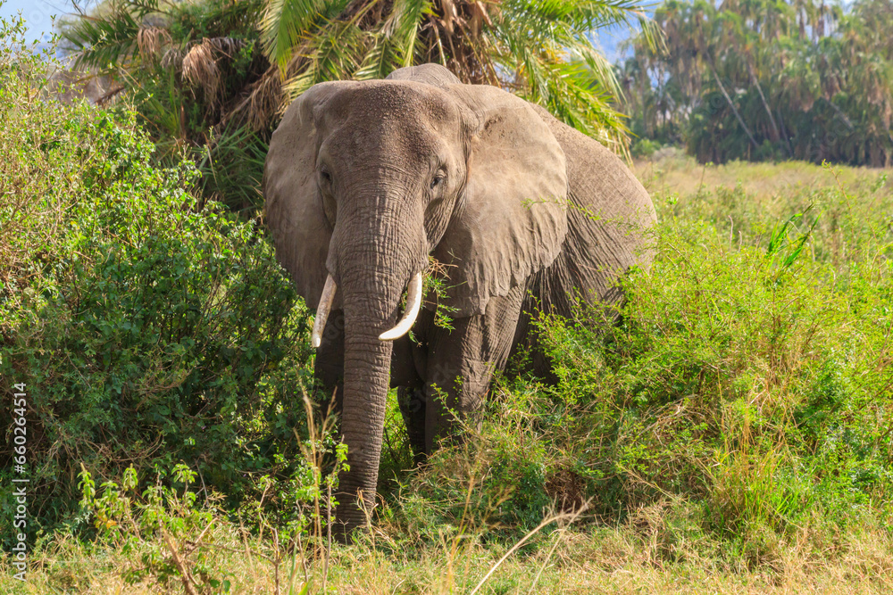 Fototapeta premium African elephant in savanna in Serengeti National park in Tanzania