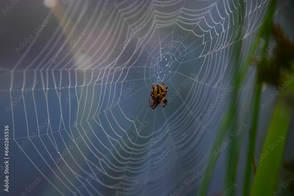 An Araneus spider An Araneus spider