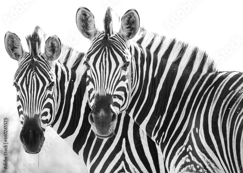 Two zebras staring in black and white