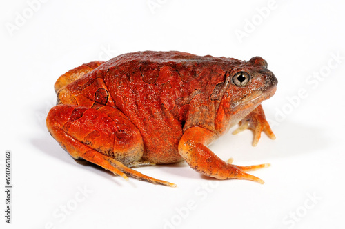 Malaysischer Ochsenfrosch // Burmese squat frog, blotched burrowing frog (Glyphoglossus guttulatus / Calluella guttulata) photo