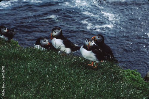 The puffin is a stocky diving sea bird about 12 inches in length with a wingspan of 22 inches. Black uppersides and white on its chest. It has bright orange webbed feet with bright red and yellow bill photo