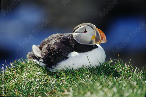 The puffin is a stocky diving sea bird about 12 inches in length with a wingspan of 22 inches. Black uppersides and white on its chest. It has bright orange webbed feet with bright red and yellow bill photo