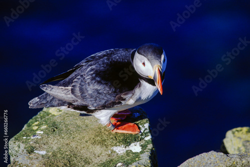 The puffin is a stocky diving sea bird about 12 inches in length with a wingspan of 22 inches. Black uppersides and white on its chest. It has bright orange webbed feet with bright red and yellow bill photo