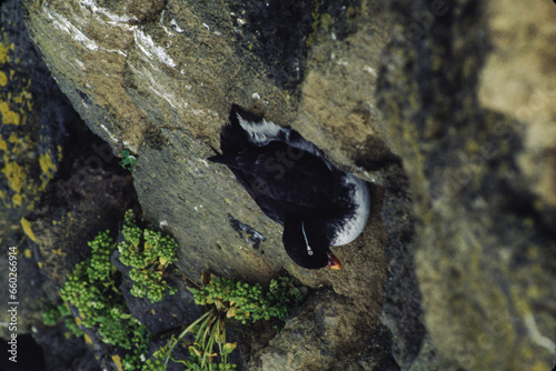 The puffin is a stocky diving sea bird about 12 inches in length with a wingspan of 22 inches. Black uppersides and white on its chest. It has bright orange webbed feet with bright red and yellow bill photo