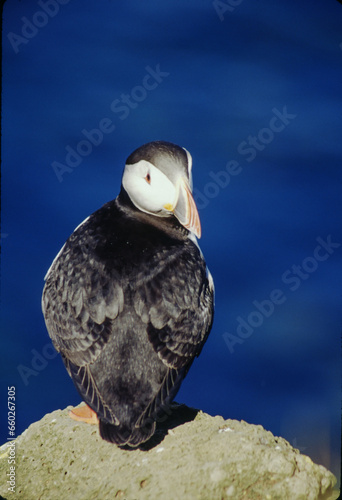 The puffin is a stocky diving sea bird about 12 inches in length with a wingspan of 22 inches. Black uppersides and white on its chest. It has bright orange webbed feet with bright red and yellow bill photo